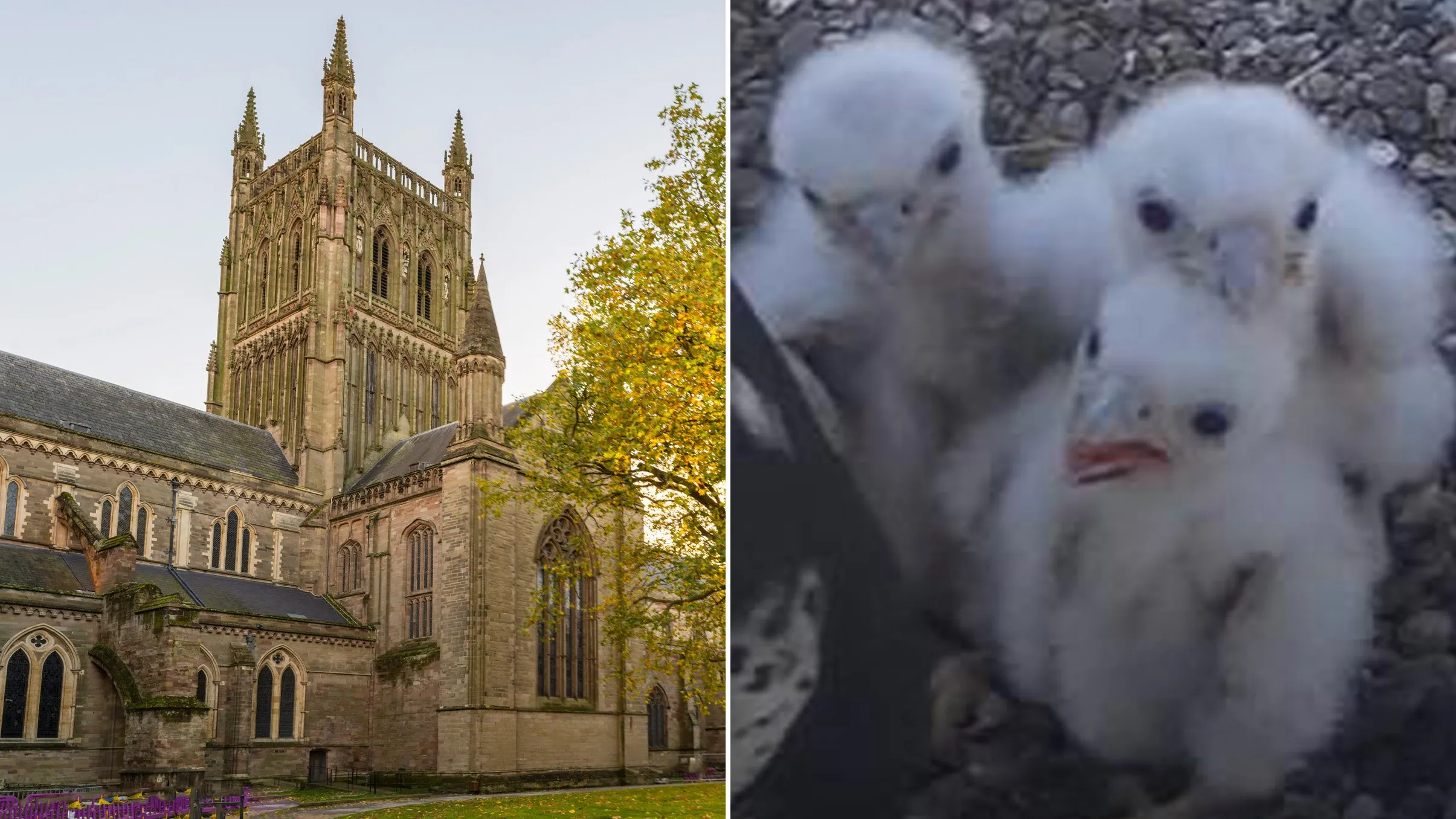 Mystery after peregrine falcon chicks living in cathedral found poisoned
