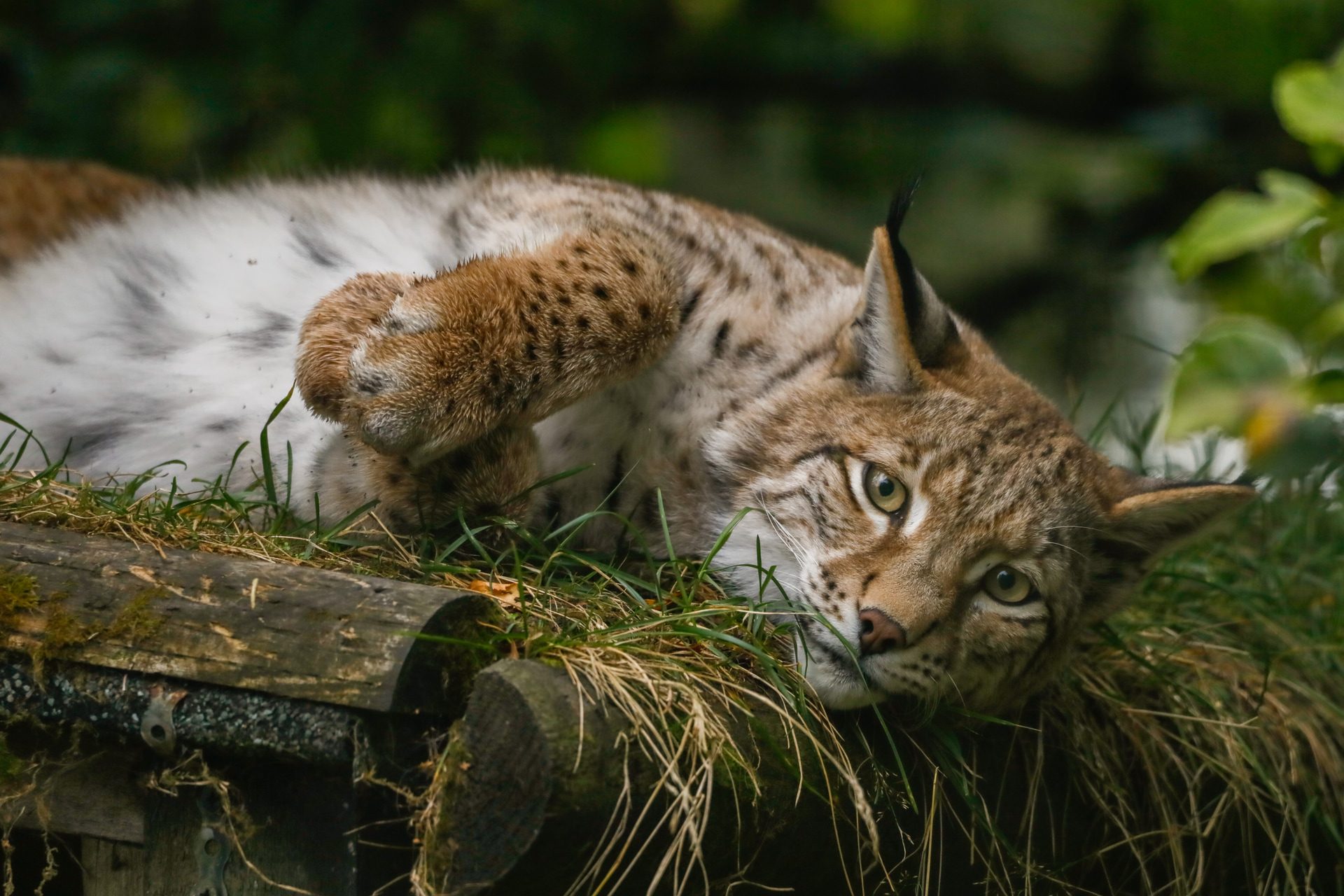 Trio of rescued lynx settling ‘incredibly well’ into new home, say keepers