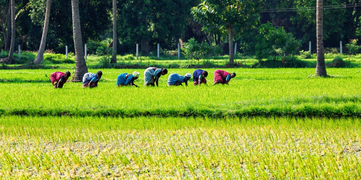 In Tamil Nadu’s fields, working under the sun may unknowingly be damaging your kidneys