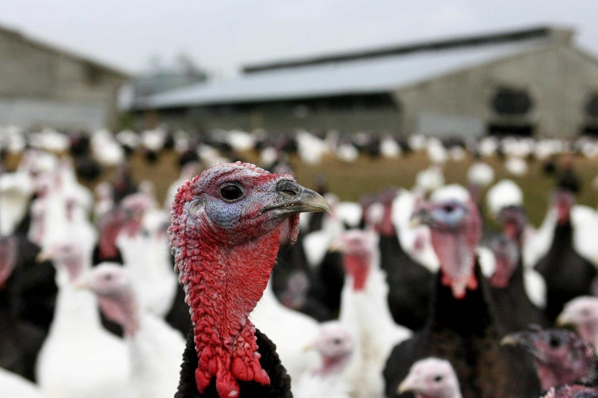 Northern Ireland avian bird flu: Department of Agriculture orders poultry farmers to bring flocks indoors after outbreak at turkey farm in Lisnaskea, Co Fermanagh