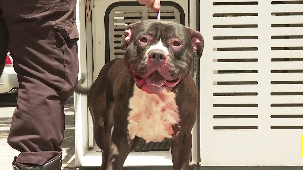 Dog attack rocks apartment block as man is left fighting for life and cops are forced to use riot shields for protection