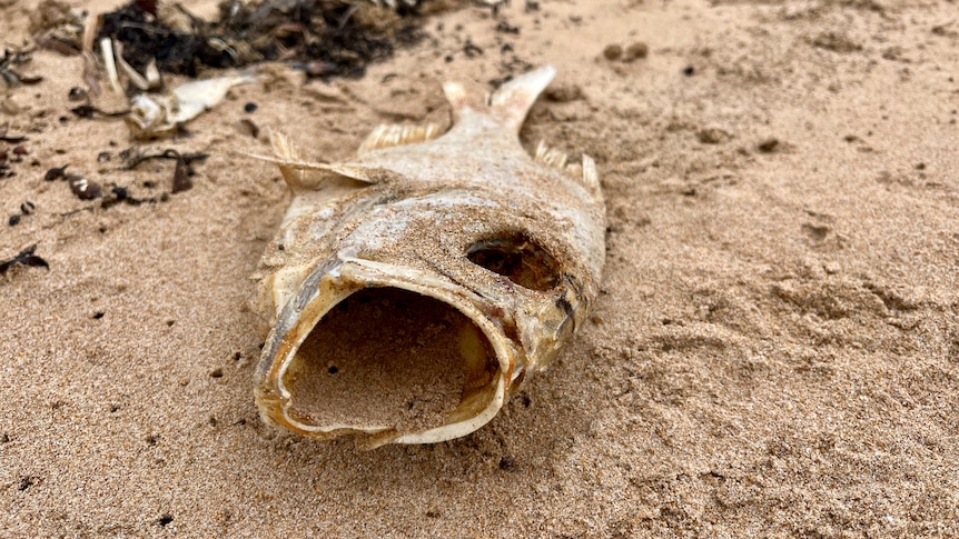 Scientists hopeful they have found source of South Australian algal bloom