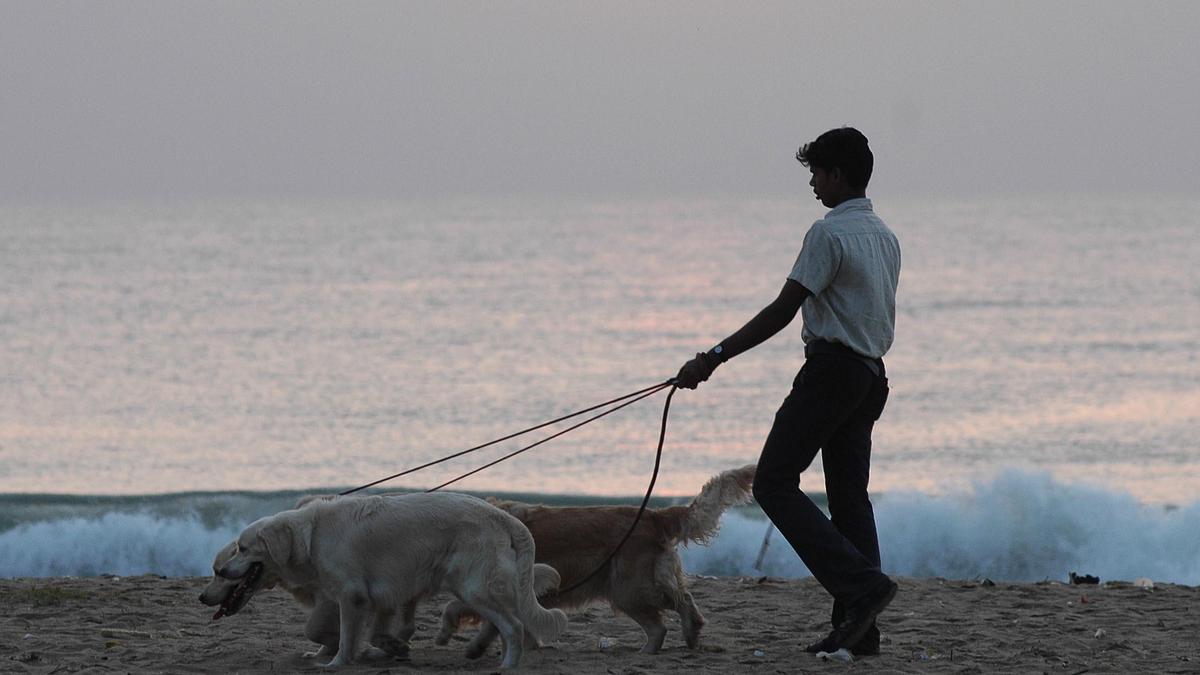 Residents in city complain about glitches in online pet licensing system