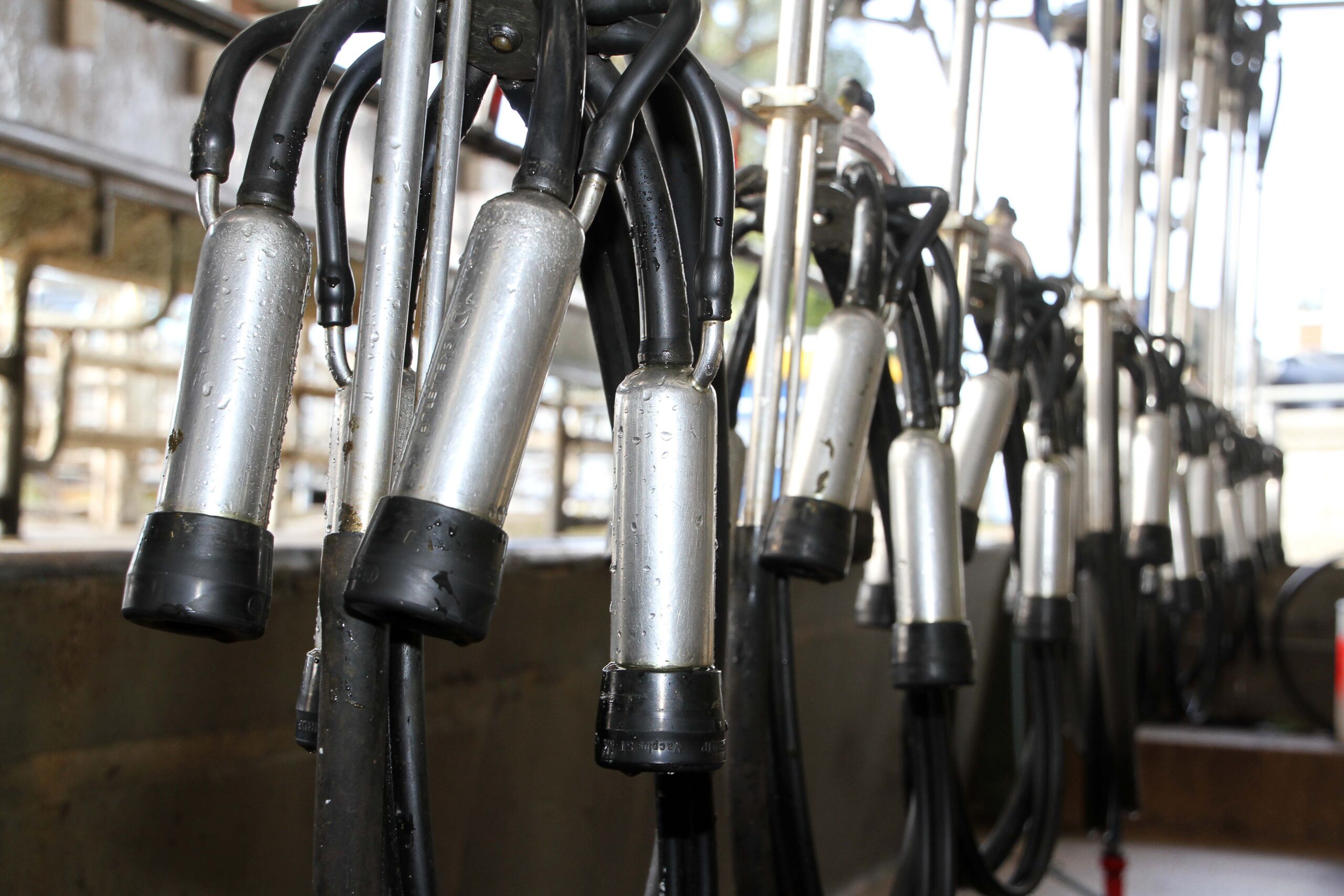 GDT prices continue to slip away