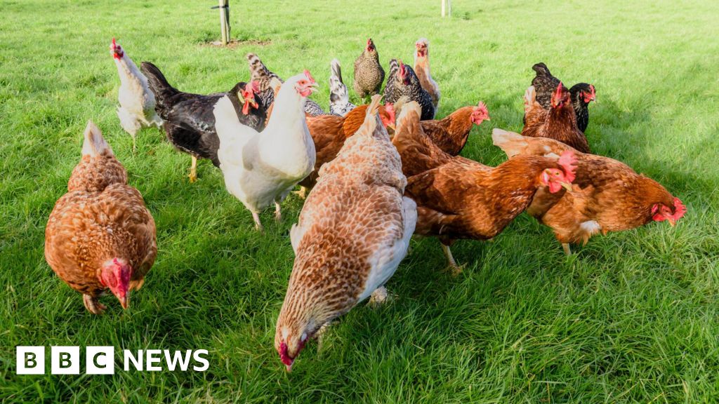 Farmers should be 'very concerned' as 12,000 chickens to be culled