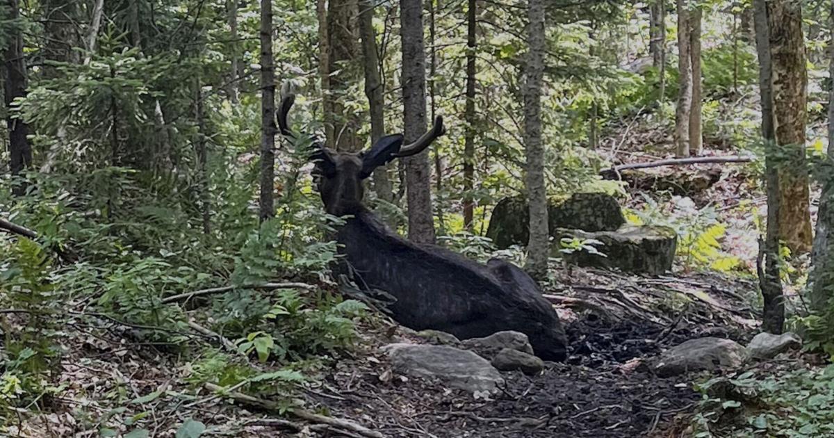 Another Voice: A 'yes' on Proposal 1 will enhance the Adirondack Forest Preserve