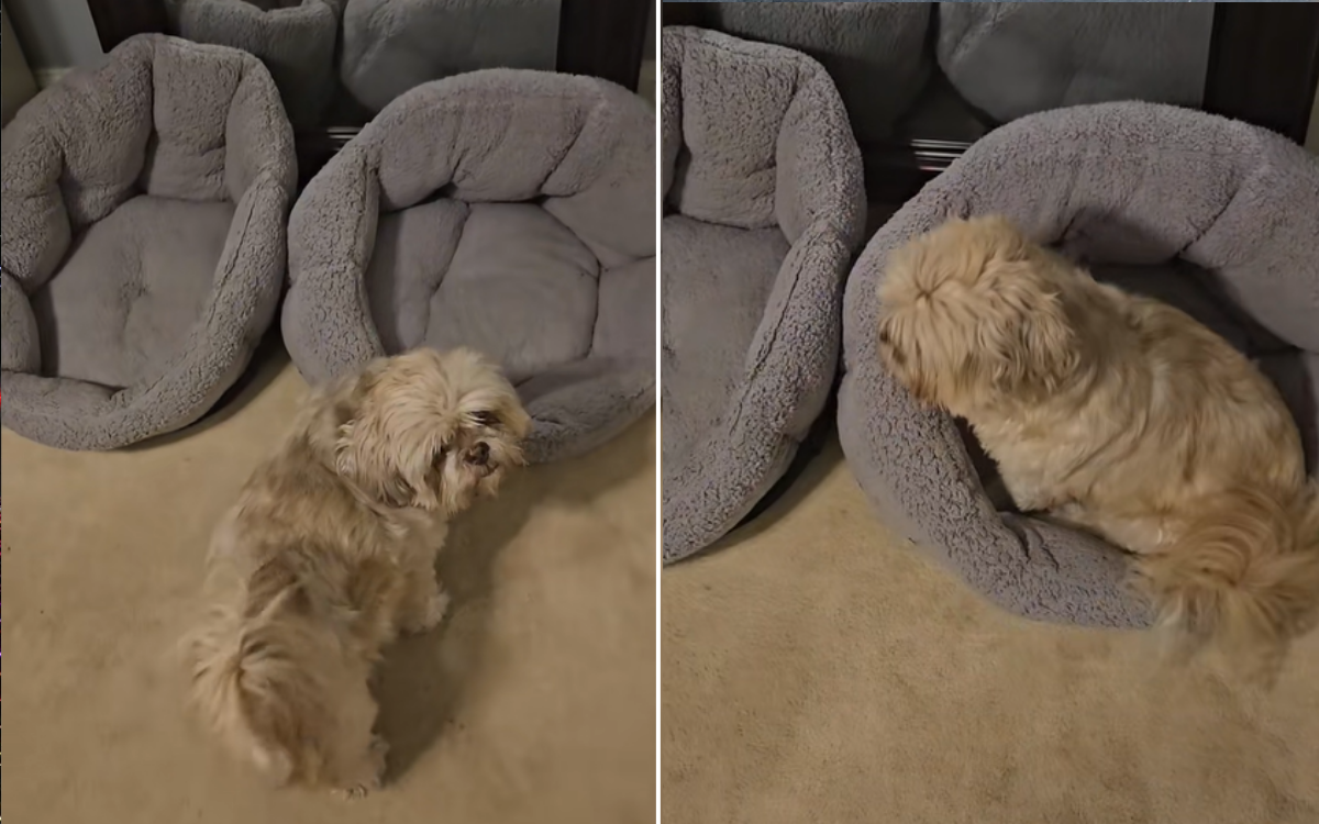 Hearts Break for Dog Staring at Empty Bed Beside Him After &#039;Soulmate&#039; Dies