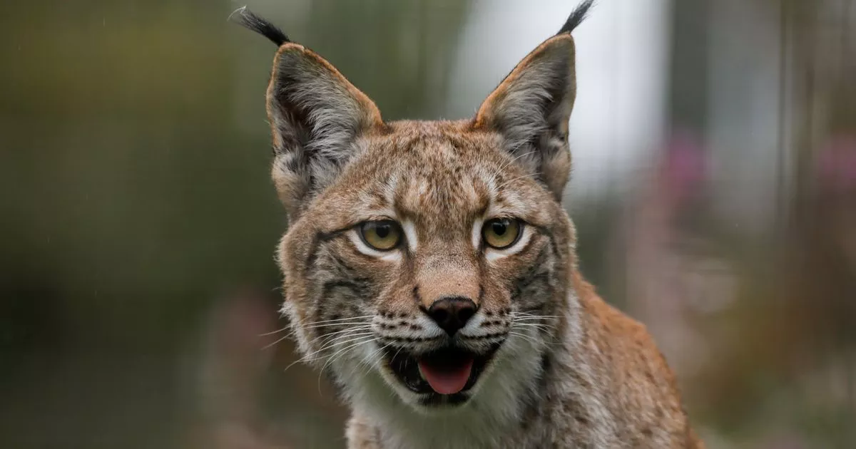 Rescued Scottish Highlands lynx trio show playful side at Highland Wildlife Park