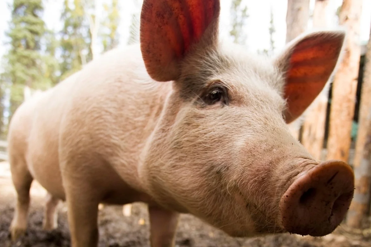 Groundbreaking pig organ transplant trial gets underway