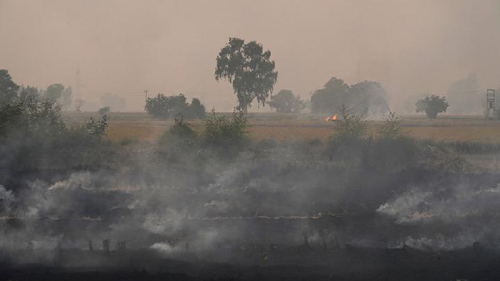 India's Farm Policies Behind Bad Air, Unhealthy Diet, Water Crisis