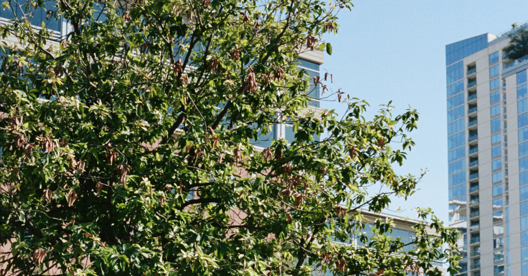 Supreme Court Considers Toxic Baby Food Lawsuit Involving Whole Foods