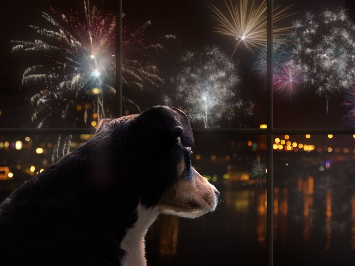 'I asked pet experts about Bonfire Night - and they all agree on one thing'