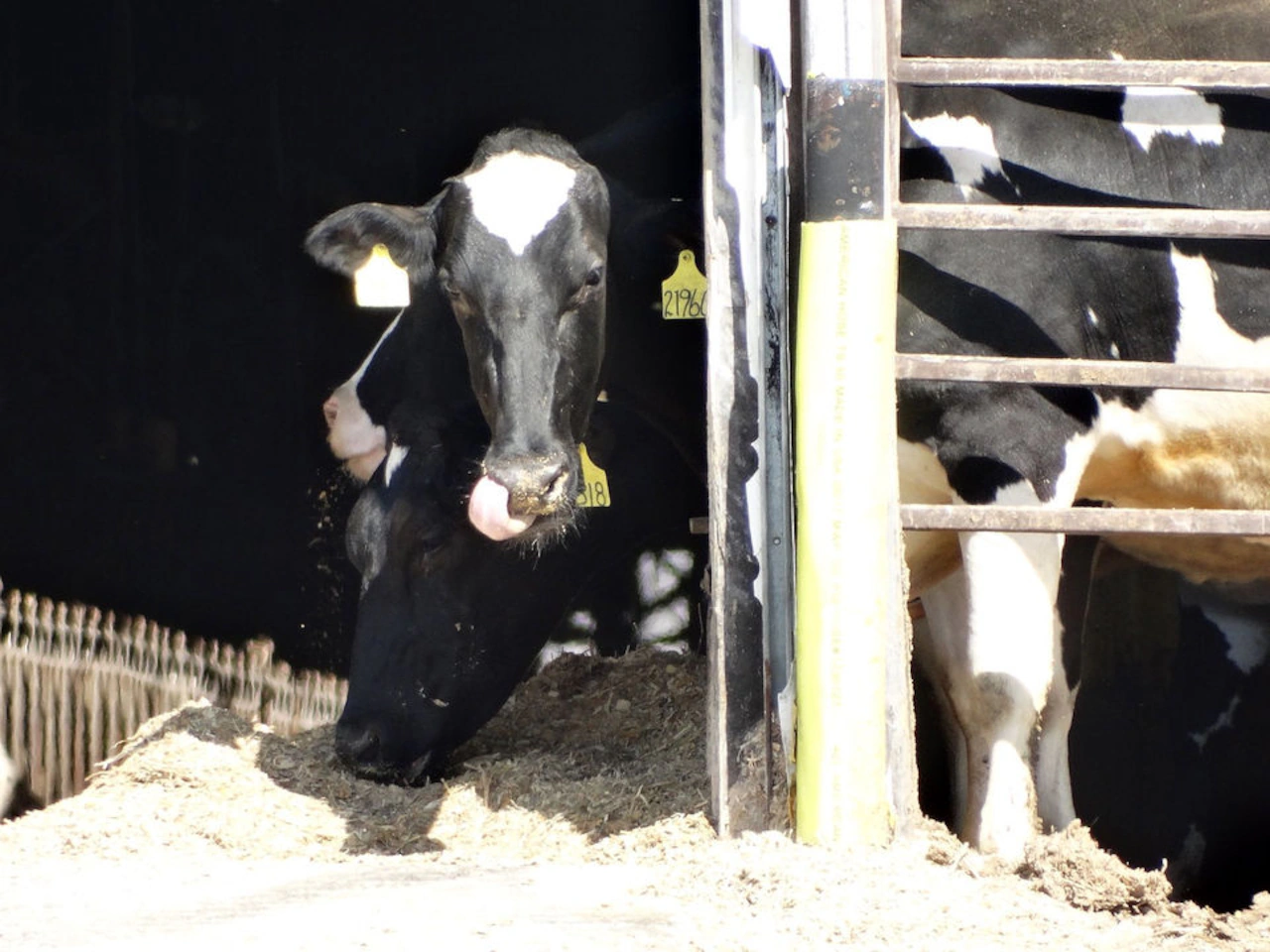 Michigan toughens factory farm pollution rules after legal fight