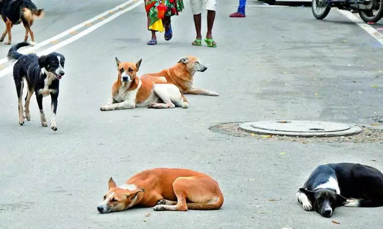 Telangana Claims Most Stray Dogs Sterilised