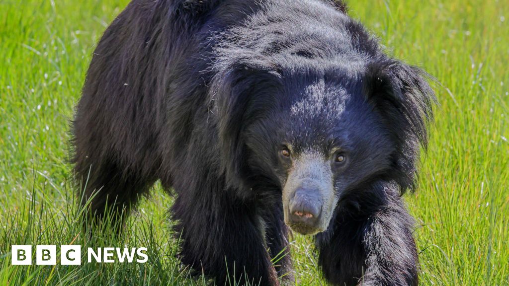 'Like a dating game' - zoo welcomes rare female Indian sloth bear to UK