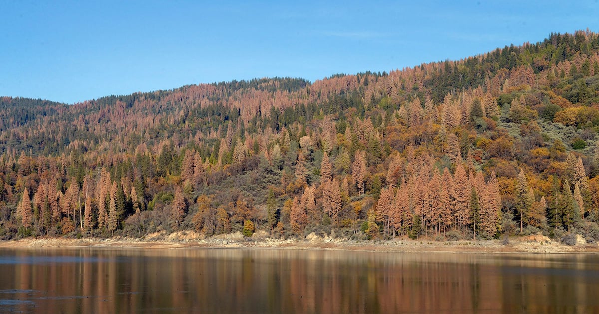 Hunter, 65, Found Alive After Almost 3 Weeks Missing in Forest