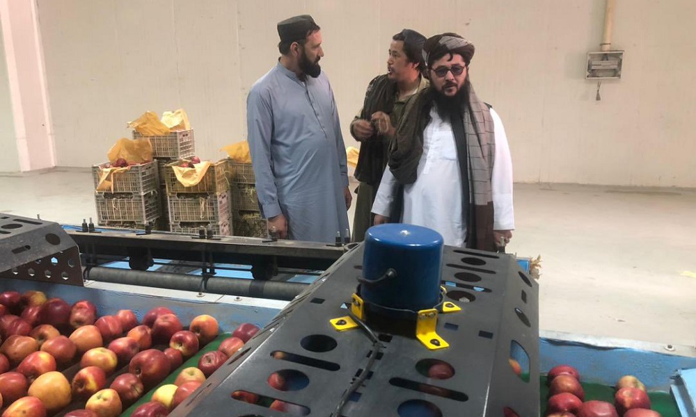 Apple exports to Russia a ‘positive step’ after pomegranate deal: Mujahid