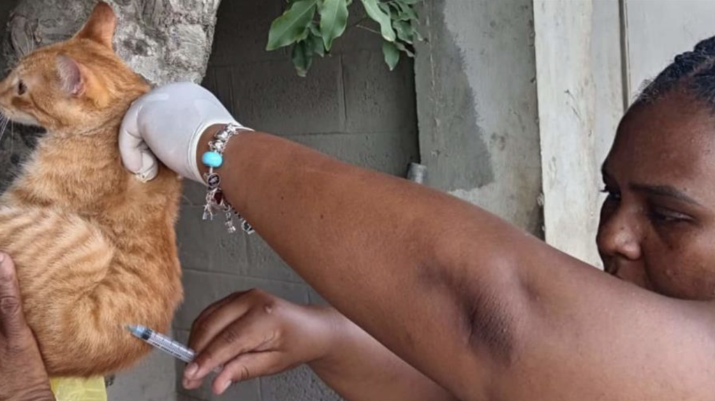 Health officials launch major rabies vaccination drive for pets in La Altagracia