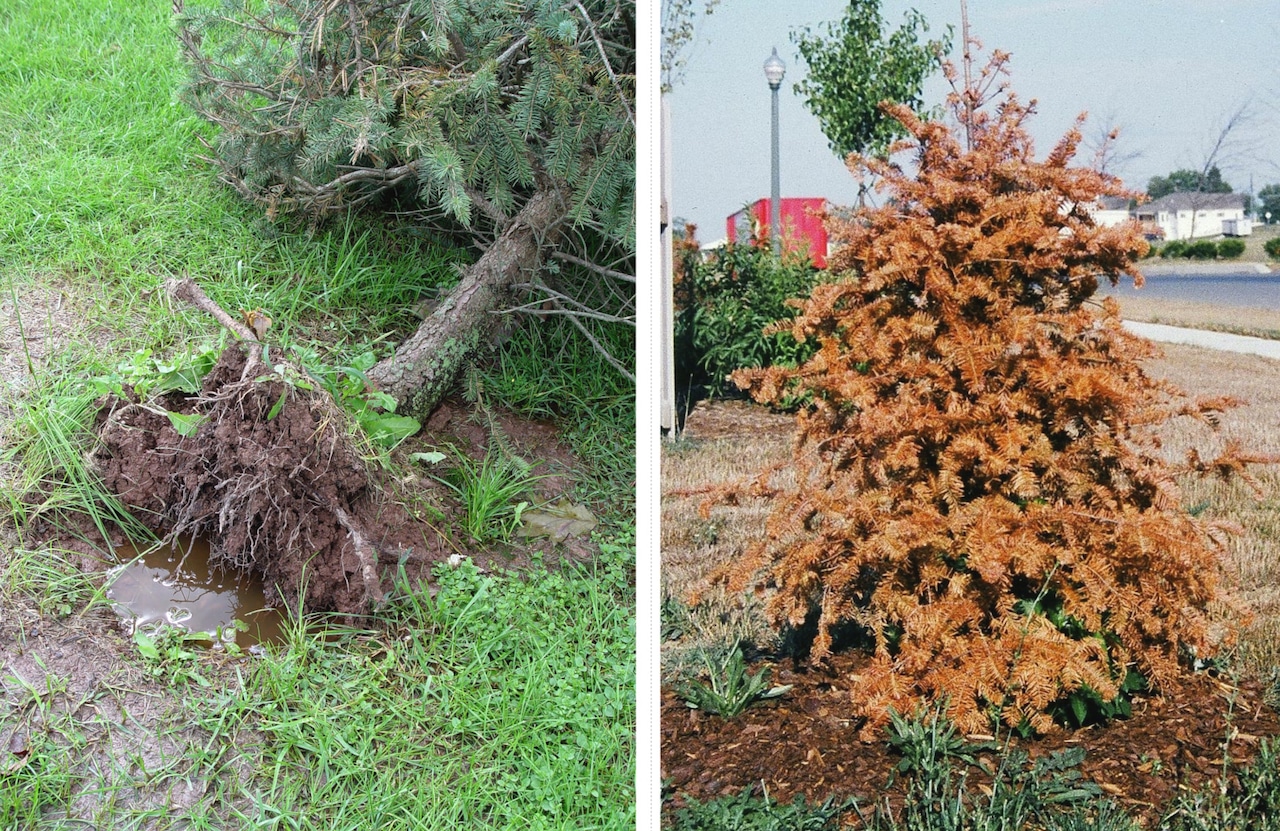 This year’s ‘rollercoaster rainfall’ was bad news for gardeners: Here’s why