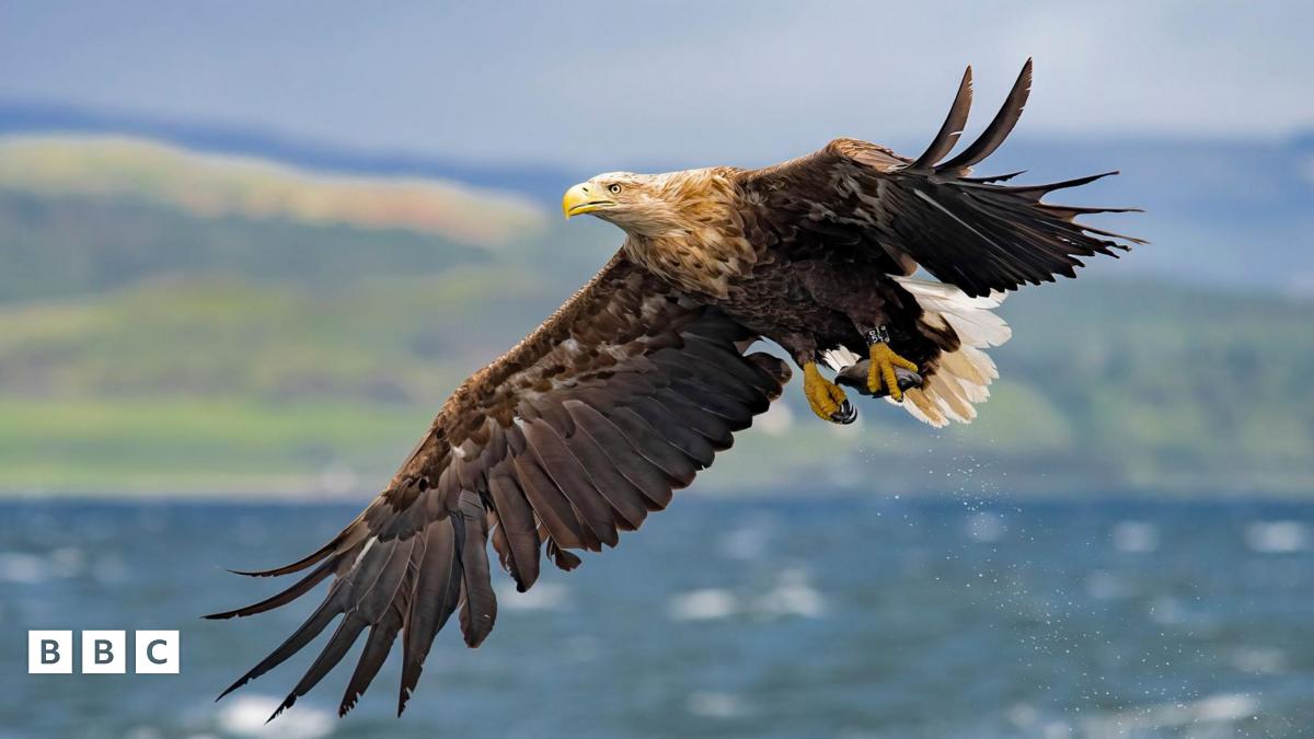 Sea eagles seen flying over cities more often