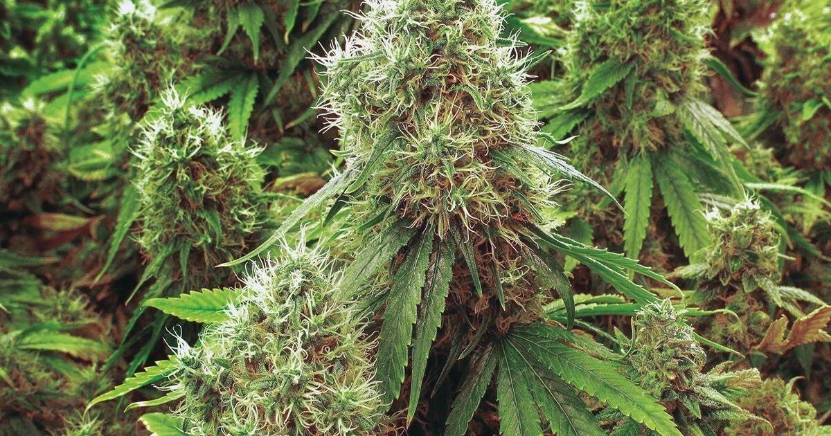 Firm contracted to develop cannabis licensing platform