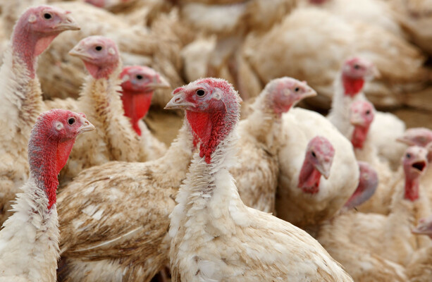 Second bird flu outbreak in commercial turkey flock confirmed in Co Meath