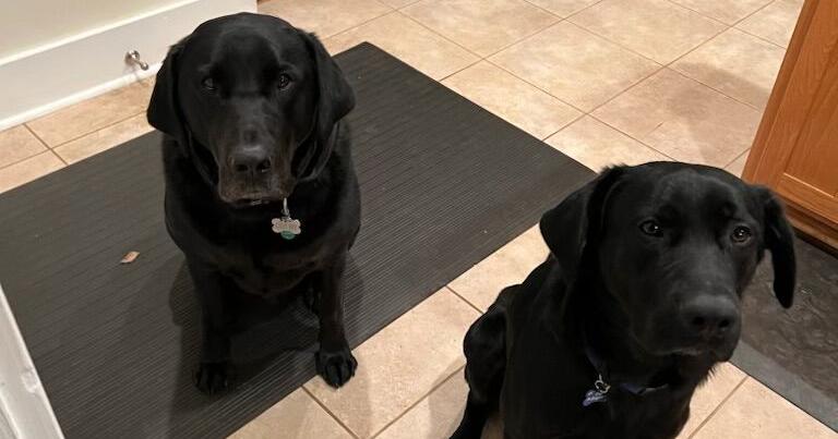 Killing of 2 Franklin County dogs unresolved on appeal