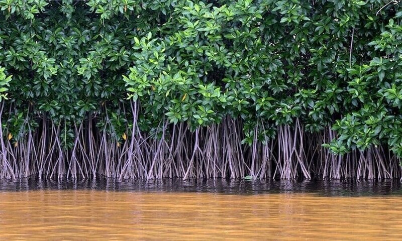 KPT plants mangroves