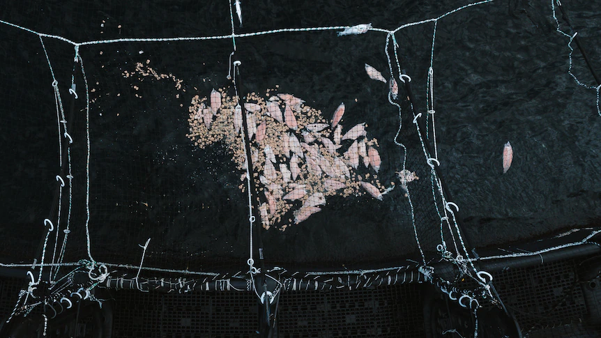 Environment regulator releases report on mass salmon deaths