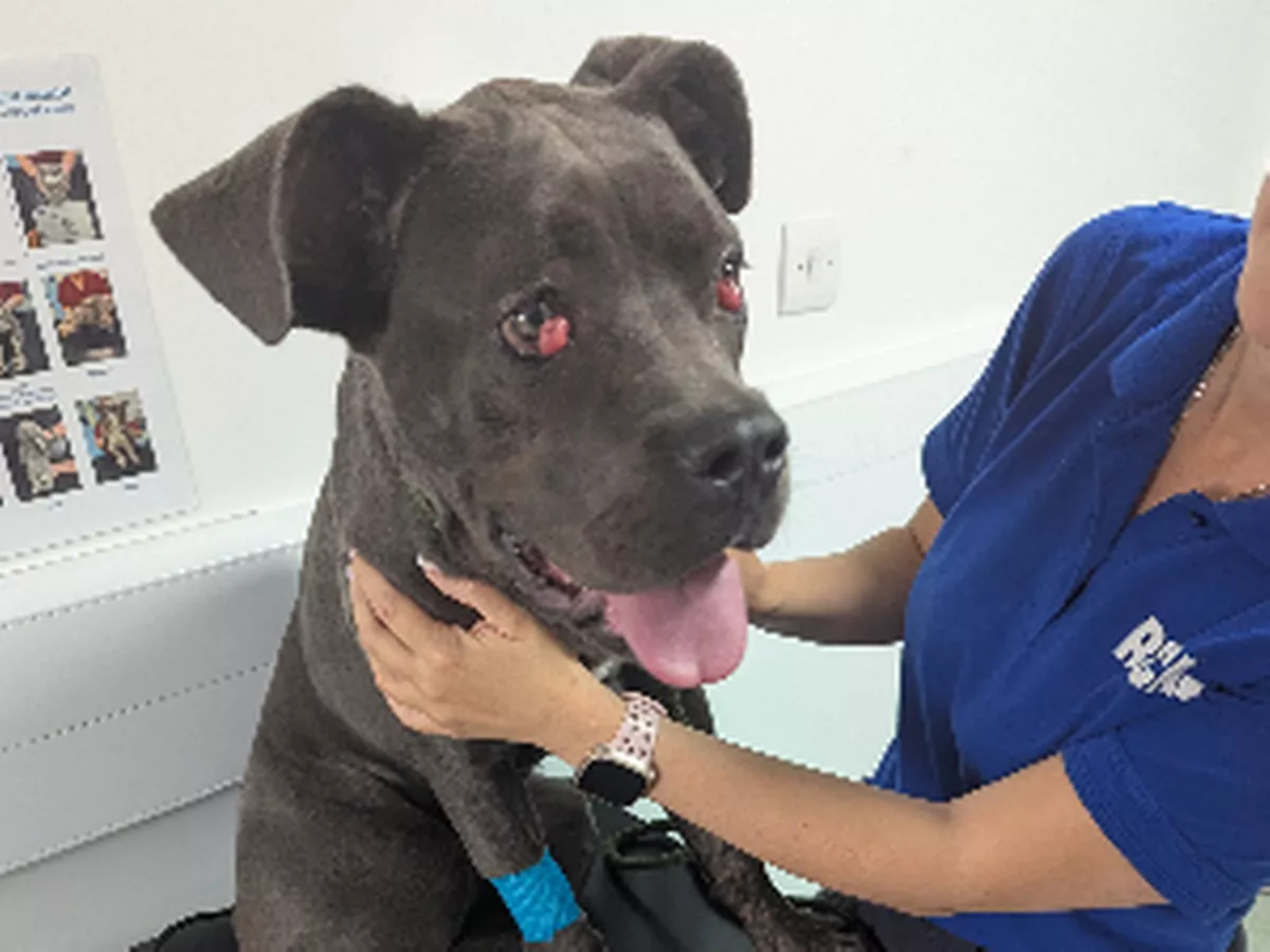 Calls for tougher punishment after teen's cruel actions caught on doorbell camera