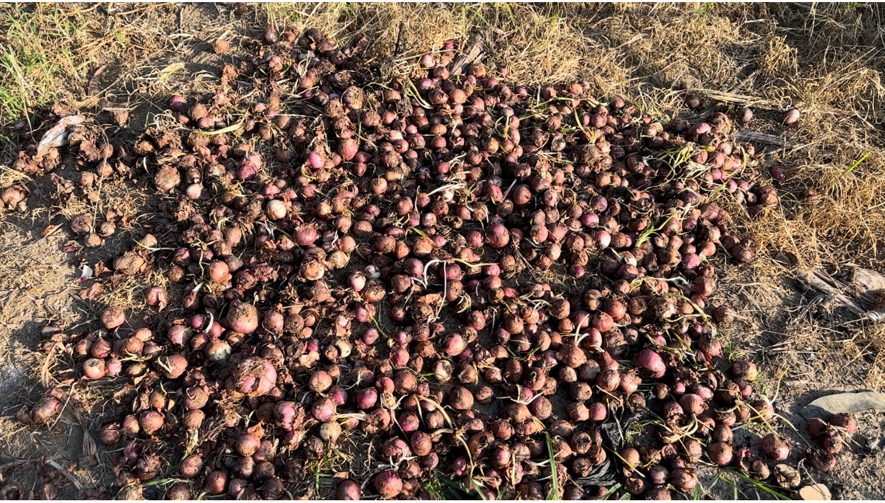 Acres of vegetables rot due to lack of storage facilities in Tema