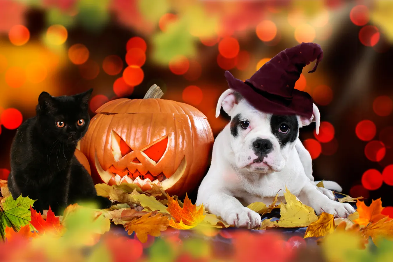 Halloween Is Dangerous For Pets. Here’s How To Keep Them Safe