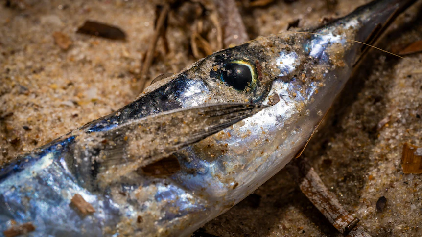 What is the new species detected in SA's algal bloom?