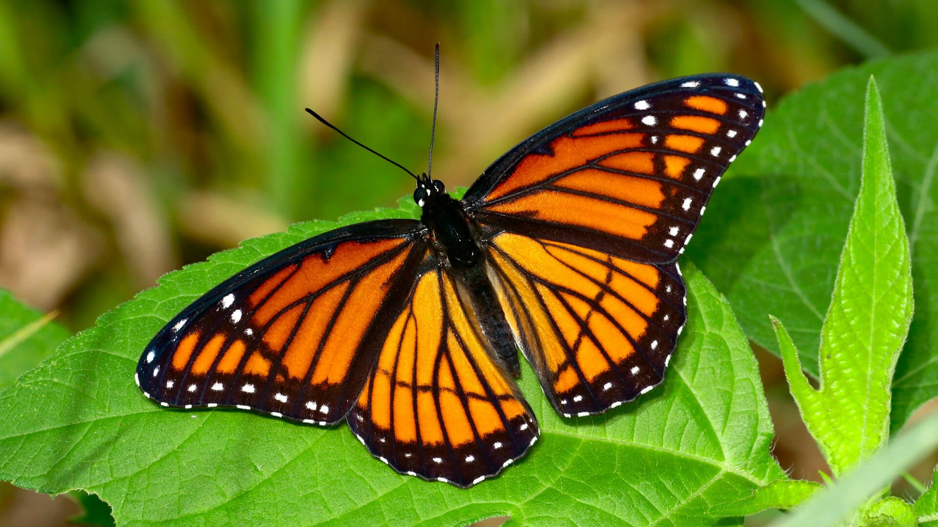 Migrating VMs to Kubernetes: A Roadmap for Cloud Native Enterprises