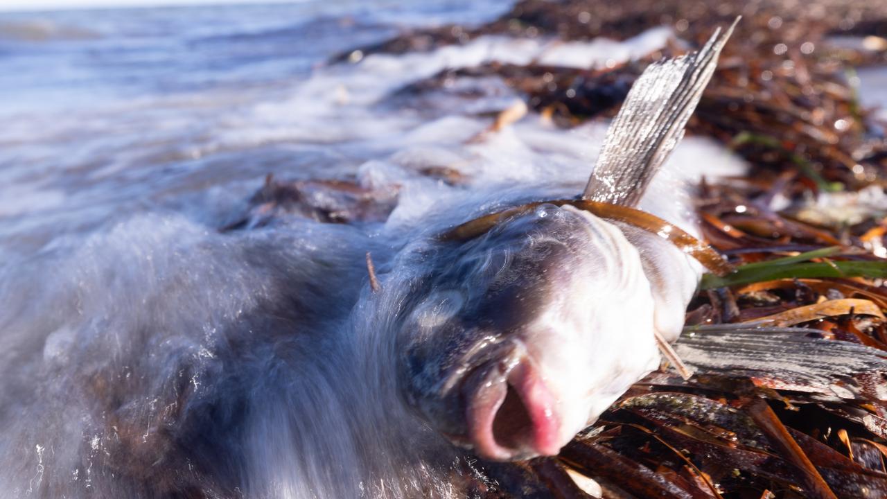 Reason for toxic bloom disaster revealed