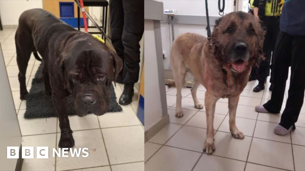 Dogs found injured after reports of fighting