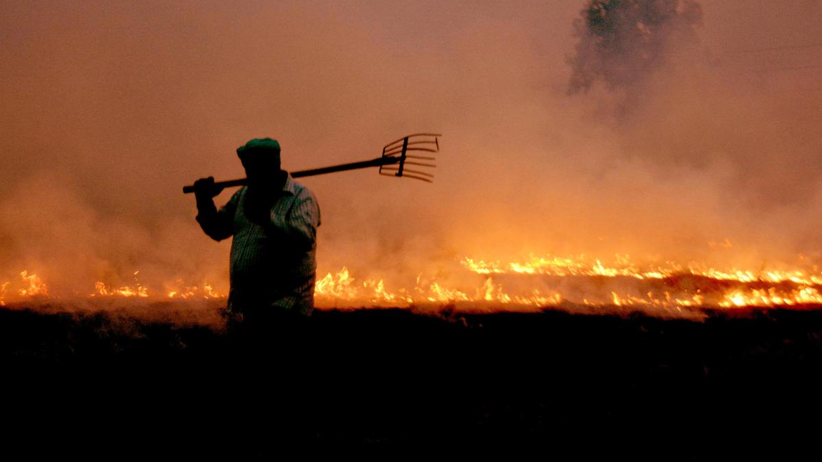 Stubble-burning area in Punjab was 20% lower than last year
