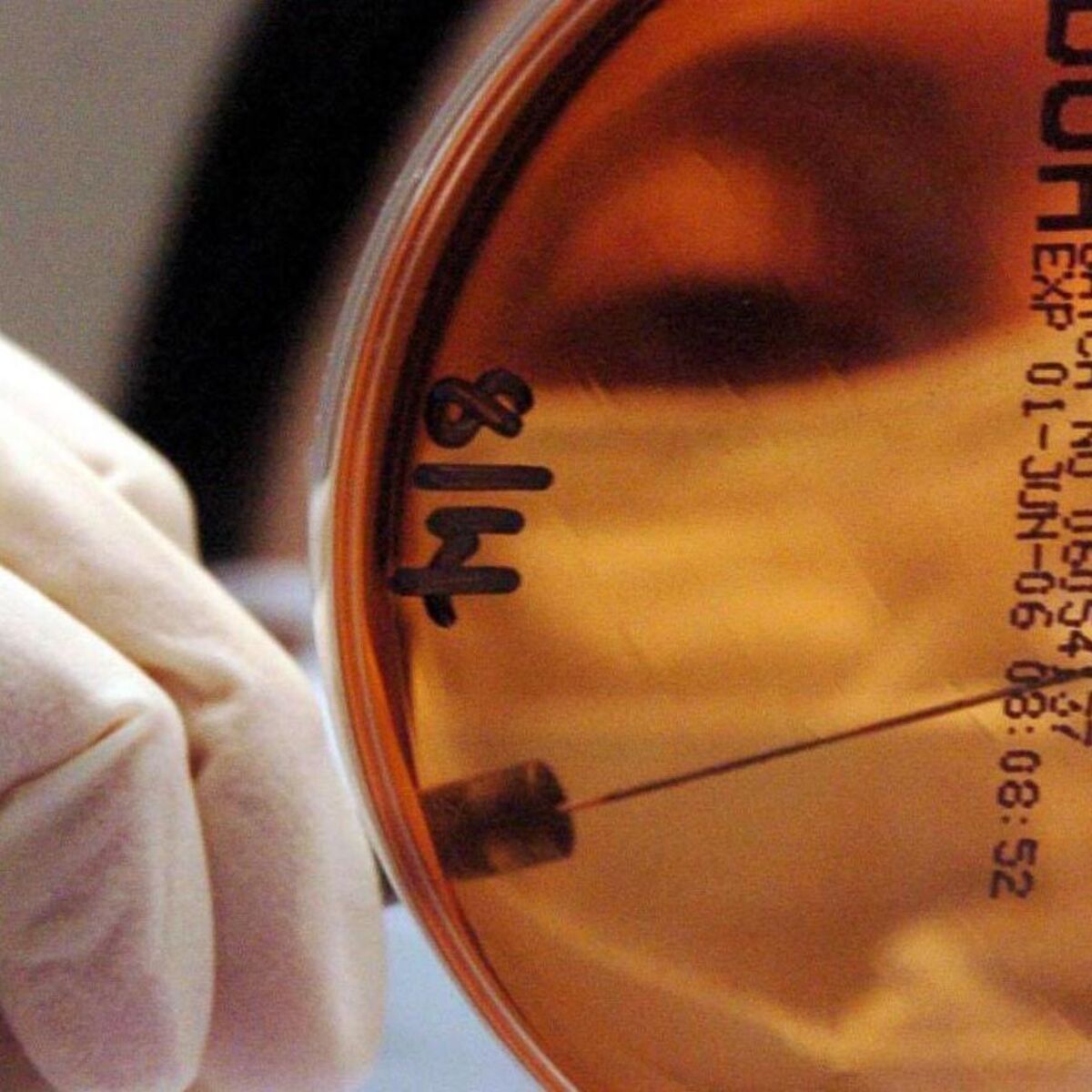 Compulsory housing order issued to halt spread of bird flu