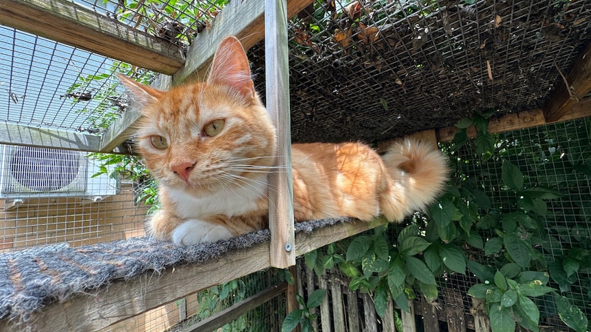 Owner of seven cats creates 'catio' to keep felines and wildlife safe