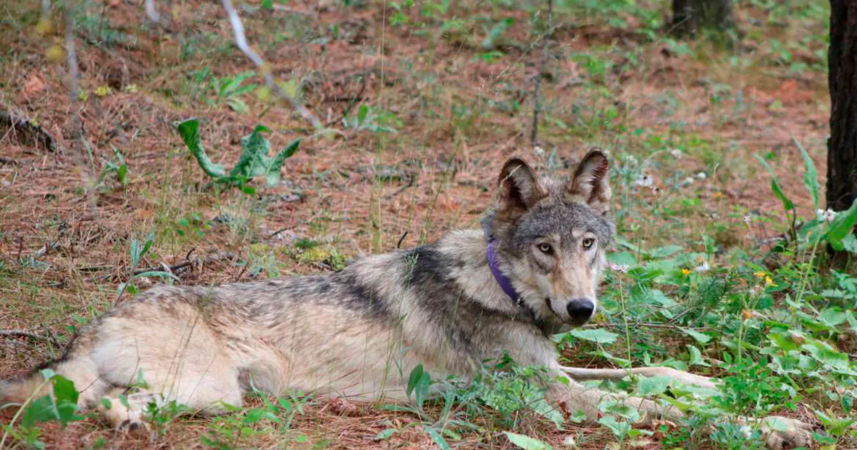 Congress to consider removing protections for wolves, grizzly bears. What do Americans think?