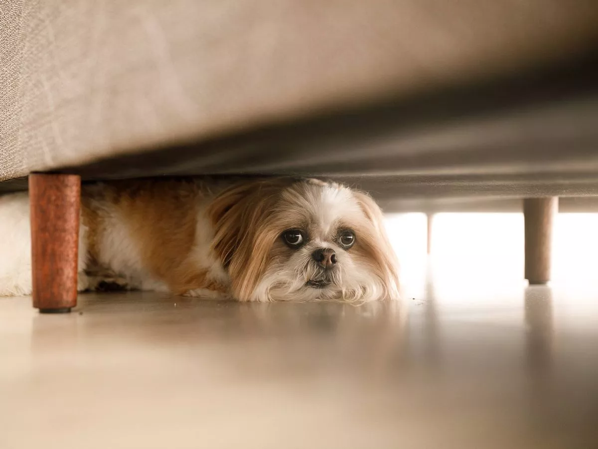 Vet nurse shares 3 ways to keep dogs calm during fireworks