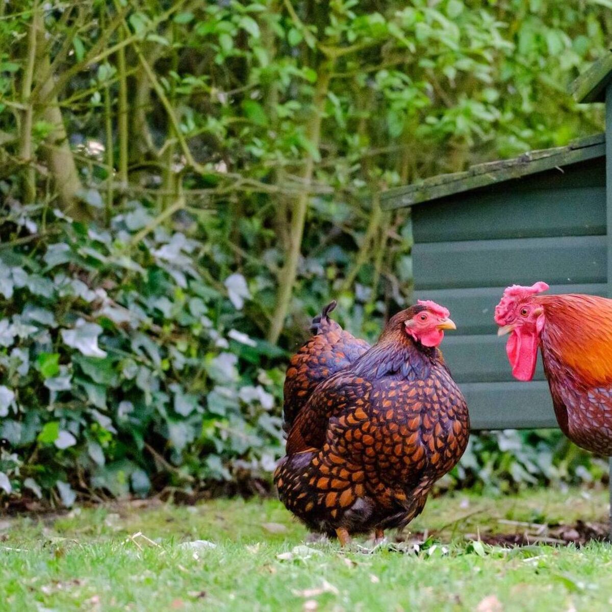 Compulsory housing order for poultry from November 10 to stop spread of bird flu