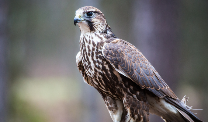 Endangered falcon found shot near Żebbuġ, Gozo