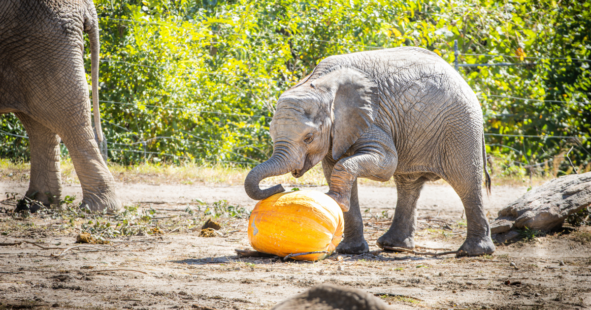 Leftover Halloween pumpkins a treat for animals at Omaha's zoo