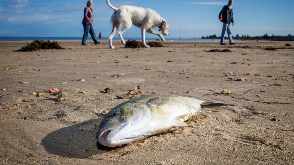 Toxic algae blighting South Australia could pose a global threat