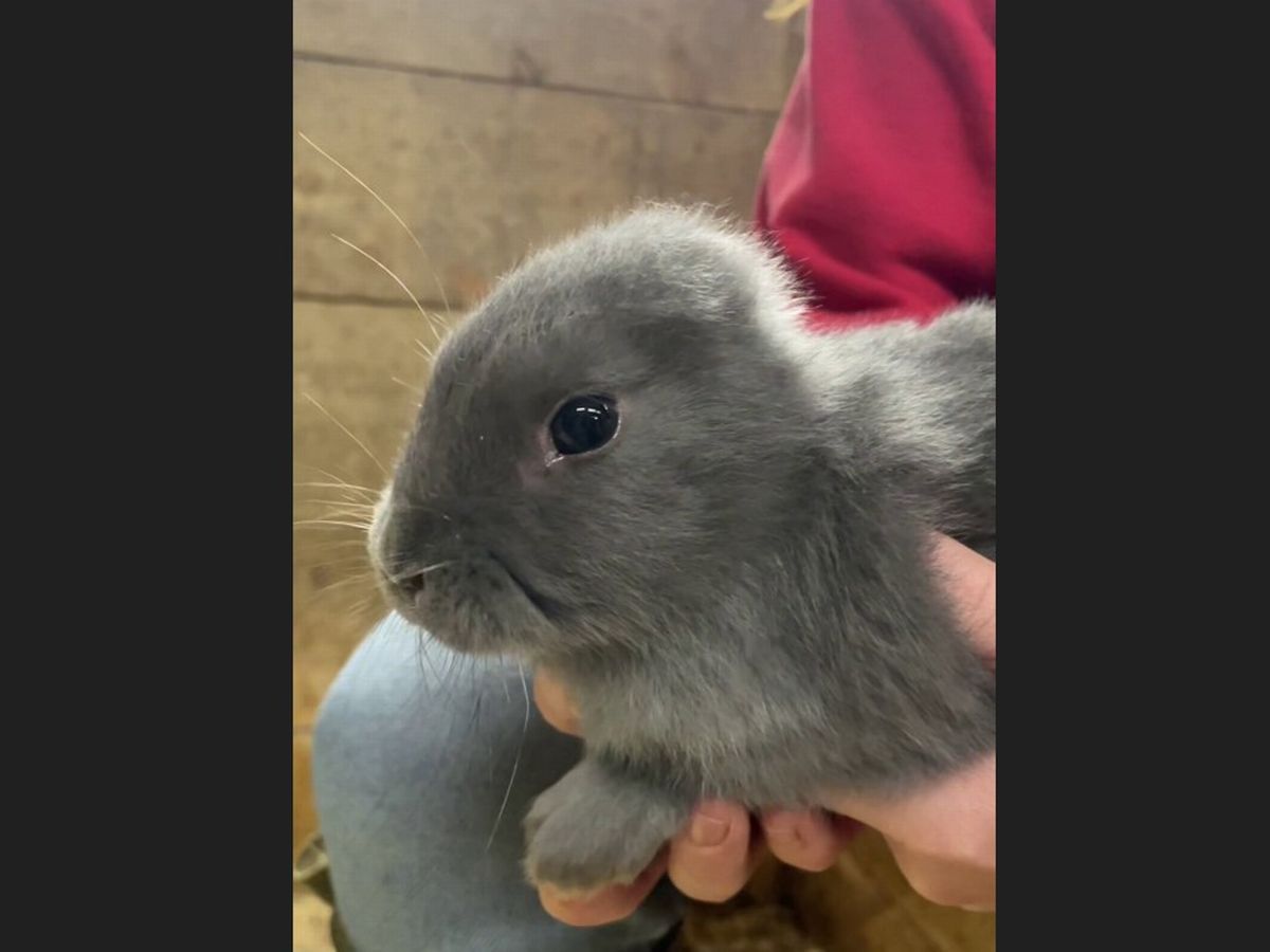 Meet the adorable bunny born in Bolton without any ears