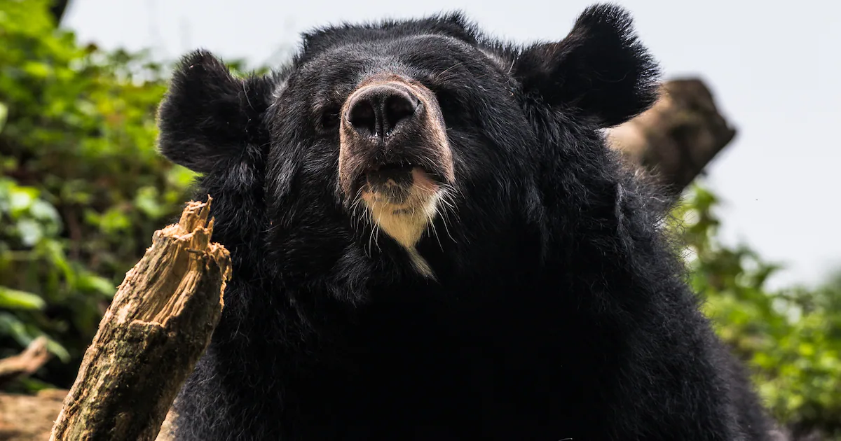 Soldiers Deployed to Fight Surge in Deadly Bear Attacks