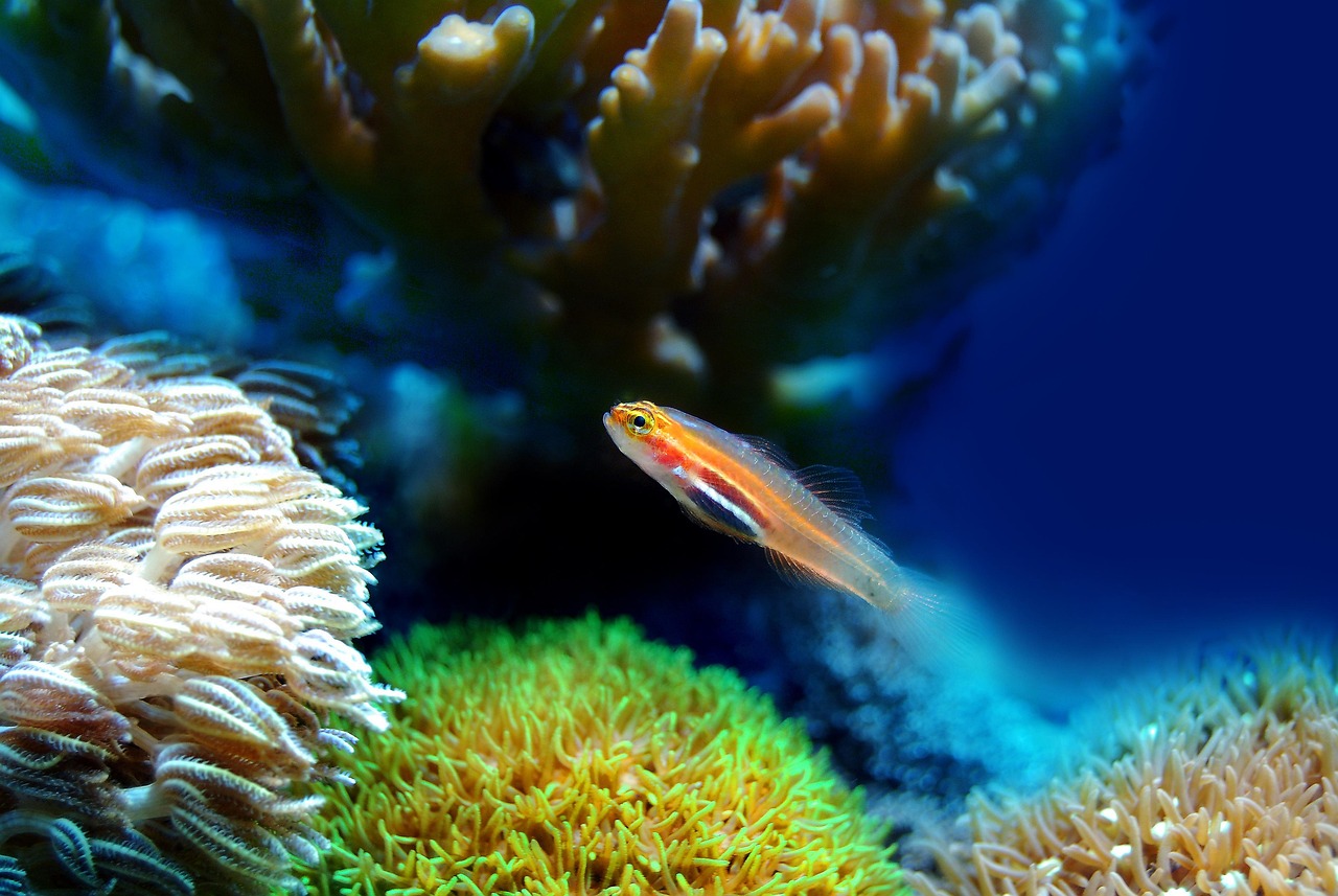 Coral Reefs: Unlocking Their Vital Importance for Ocean Biodiversity and the Urgent Need for Marine Conservation