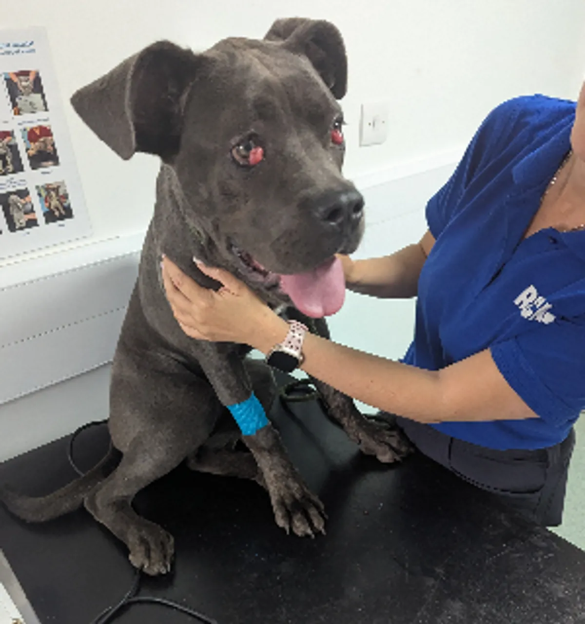 West Bromwich man caught on camera hitting and throwing dogs gets 10-year animal ban