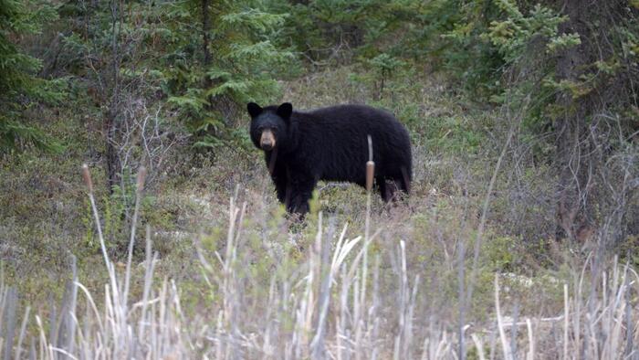 Japan Sends Troops To Combat Spike In Fatal Bear Attacks